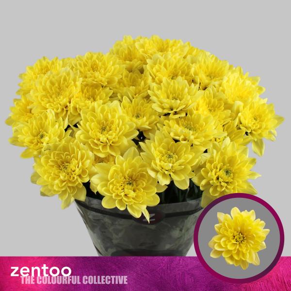 Vollsortiment - Chrysantheme große verzweigte, gefüllt gelb